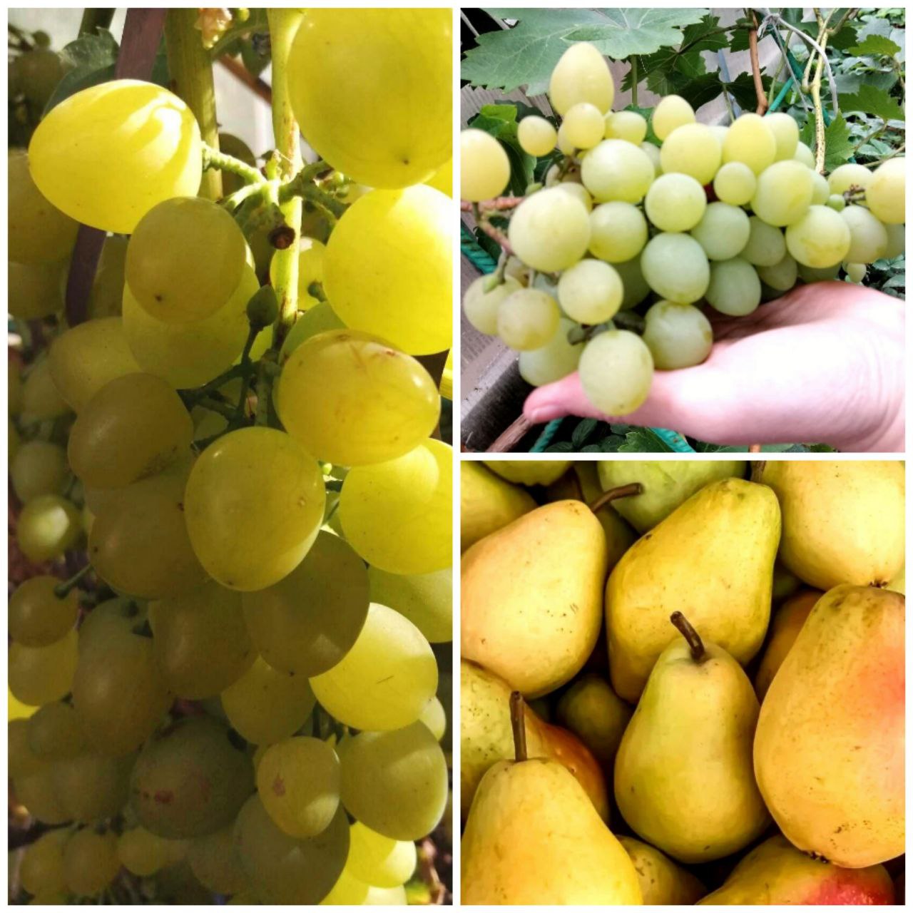 Продажа груш и винограда из сада - Хобби и отдых в Энгельс