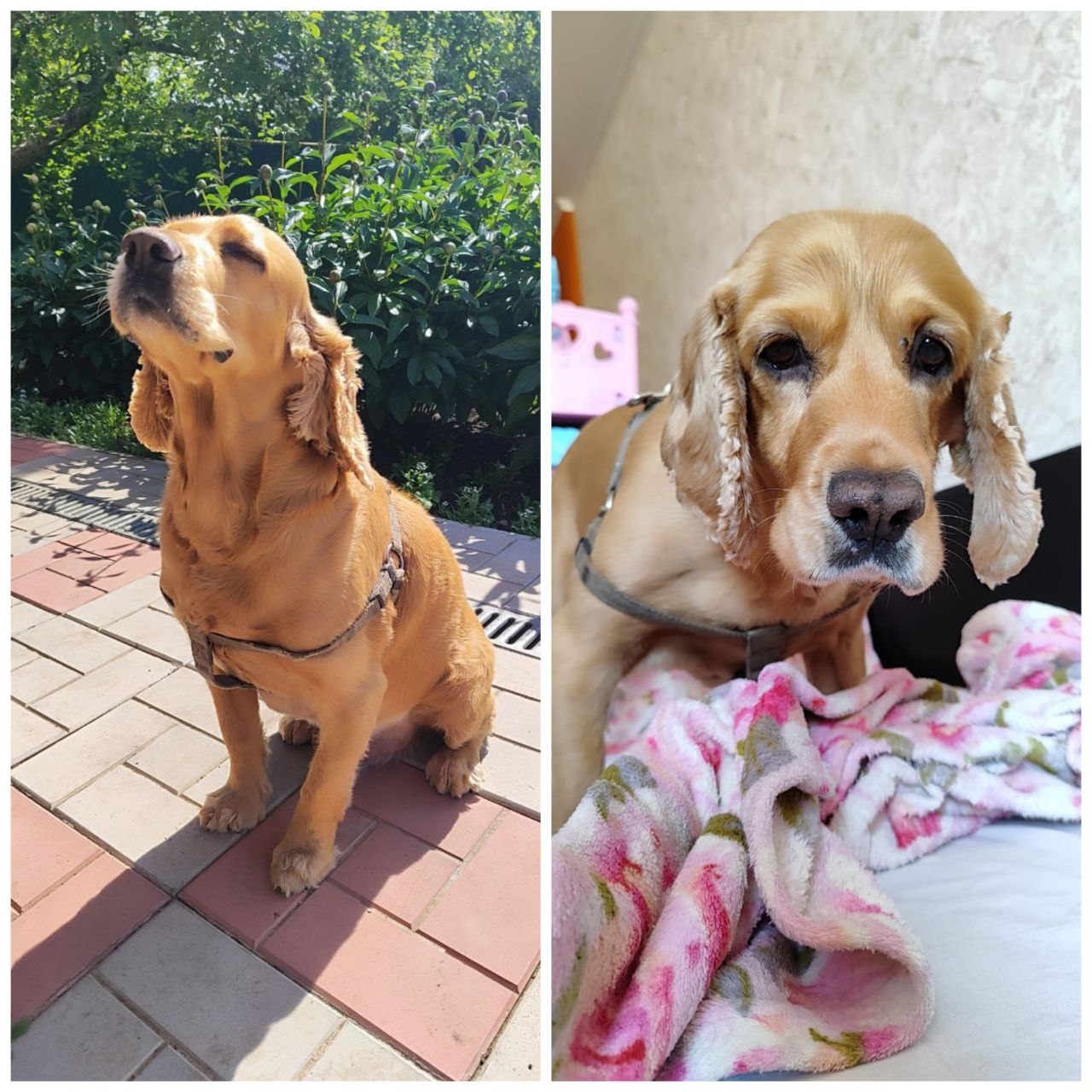 Английский кокер спаниель Джек ищет новый дом - Животные в Саратов