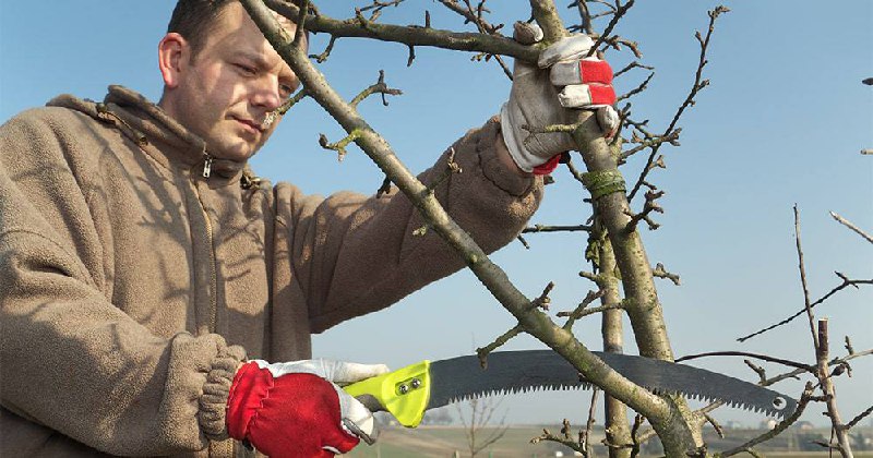 Обрезка плодовых деревьев и спиливание деревьев - Услуги в Саратов