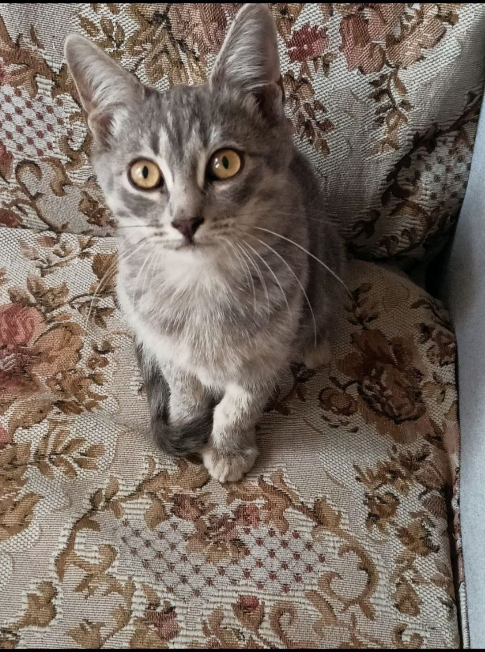 Пушинка ищет дом - частное объявление в Саратов