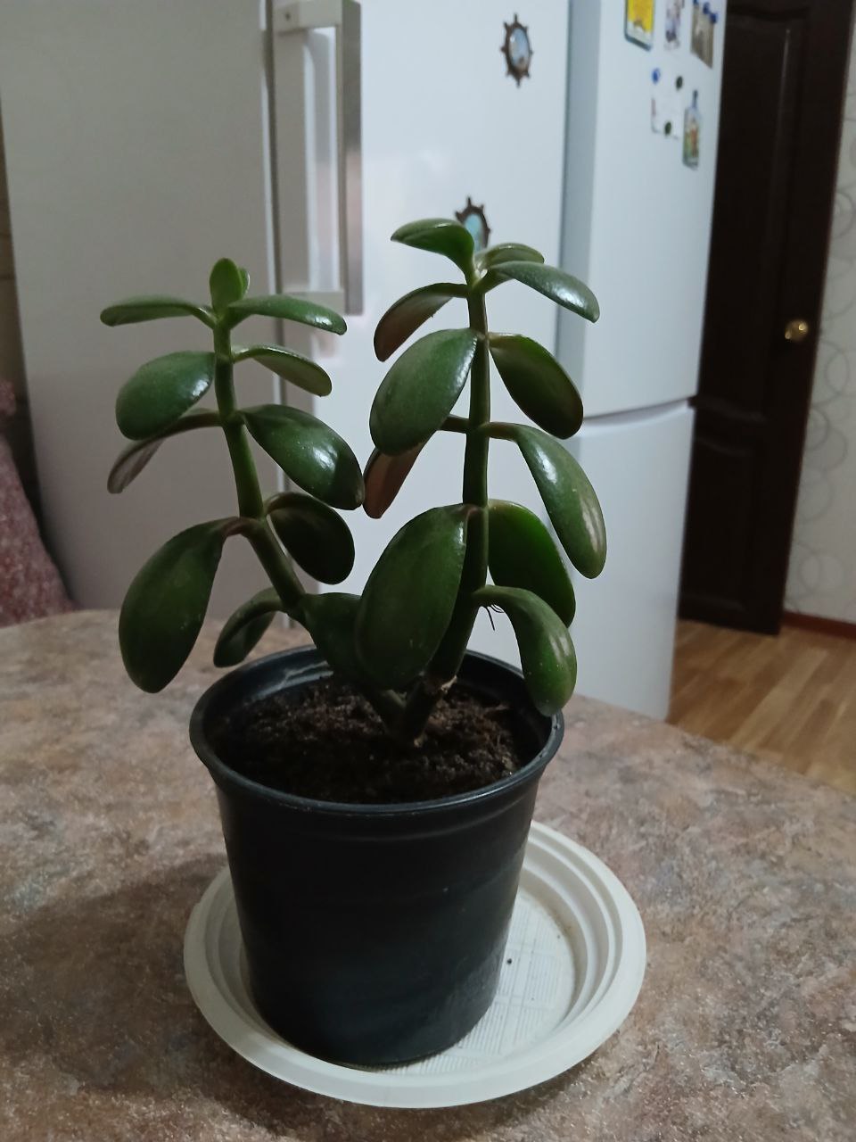 Толстянка, денежное дерево - Хобби и отдых в Саратов