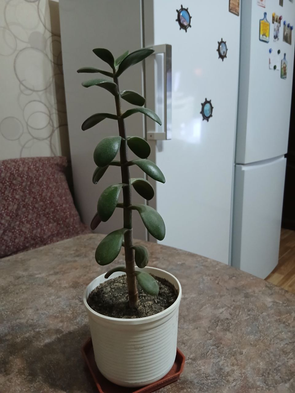 Толстянка, денежное дерево - Хобби и отдых в Саратов - фото 2