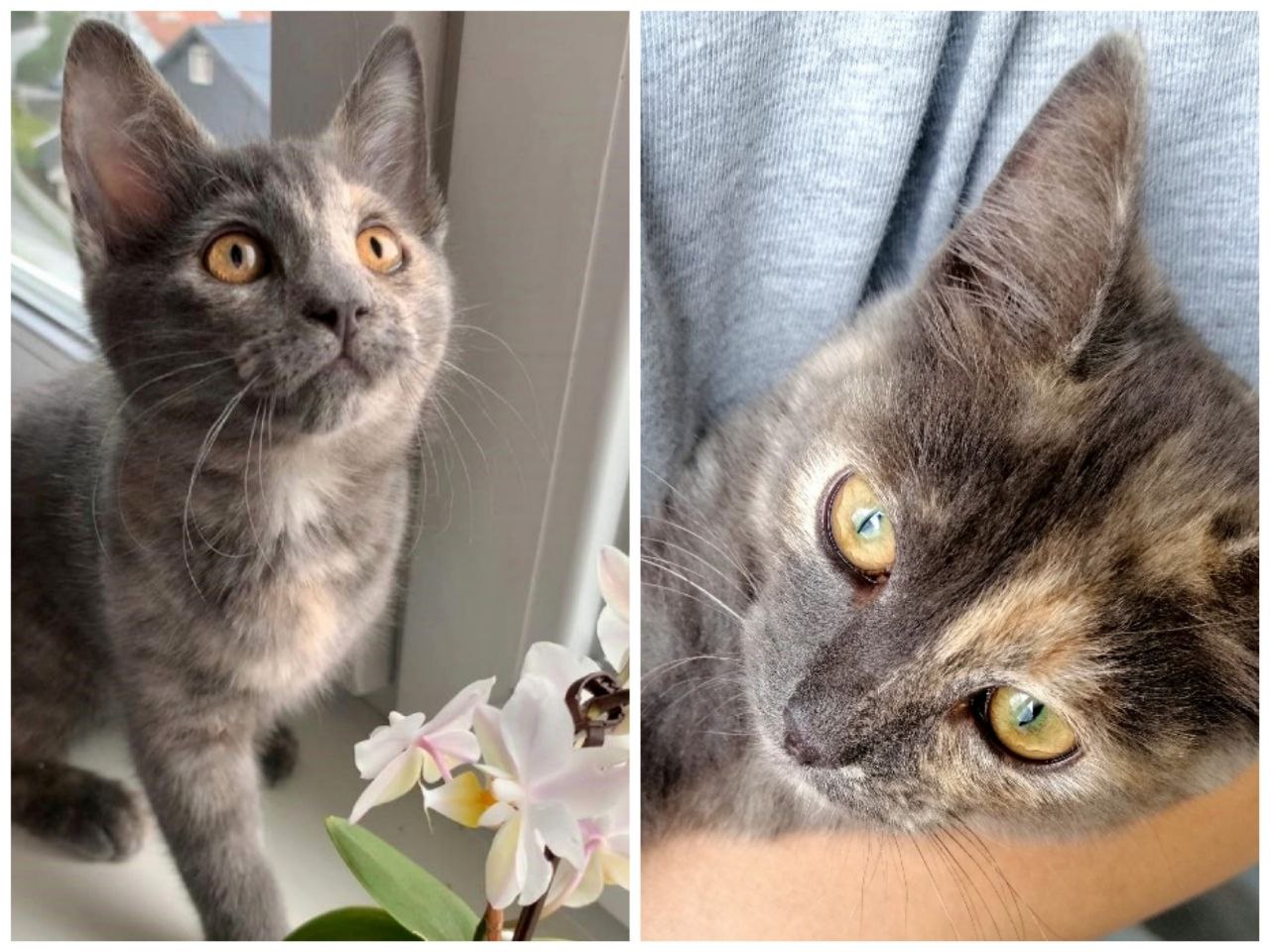 Очаровательная Софи ищет добрые ручки - частное объявление в Энгельс