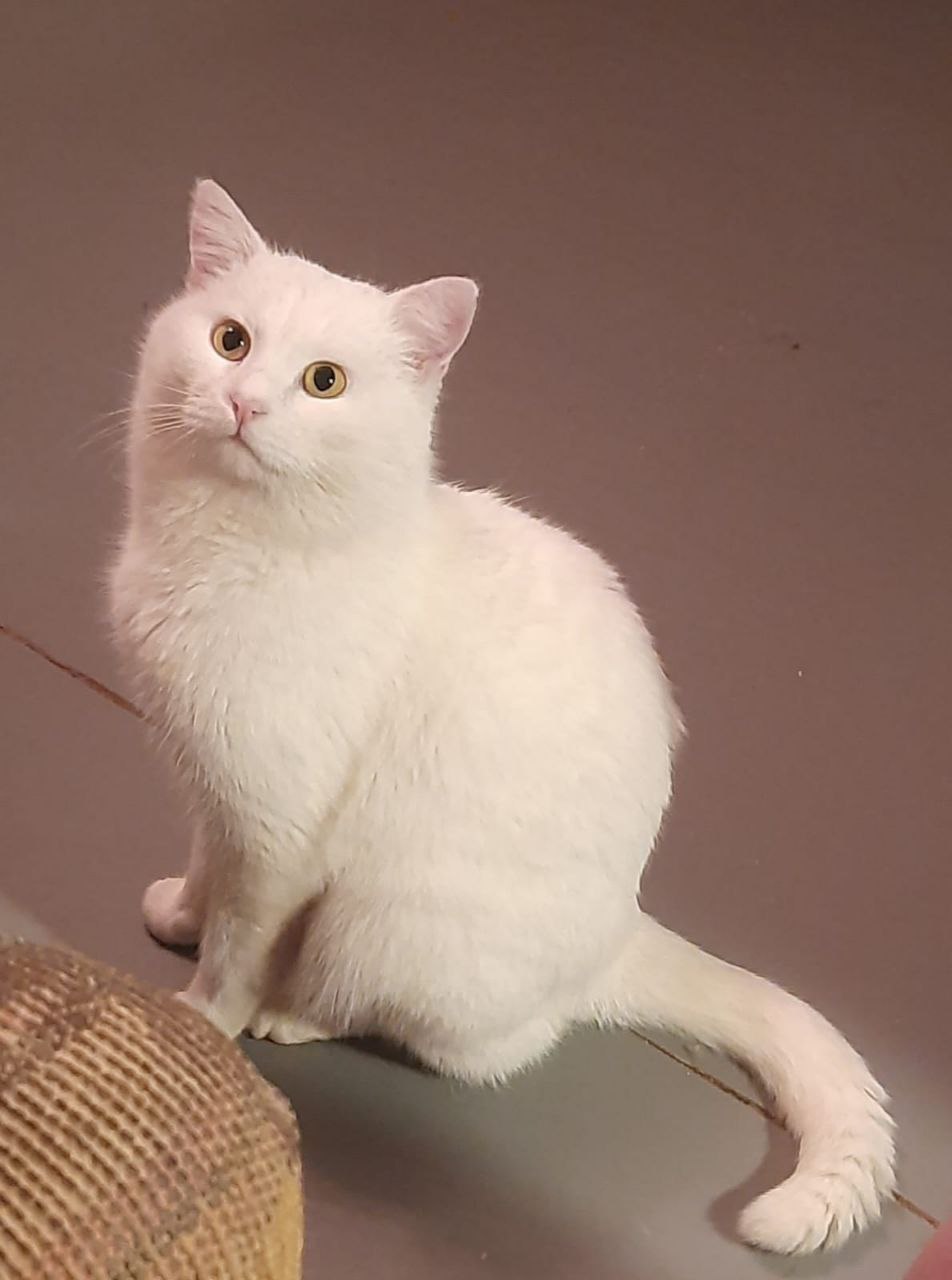 Семья белых кошек ищет дом - Животные в Саратов