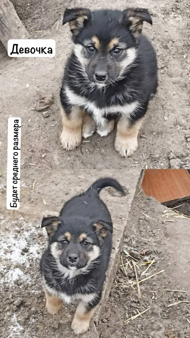 Отдам в добрые руки девочку 2 месяца - Животные в Тюмень