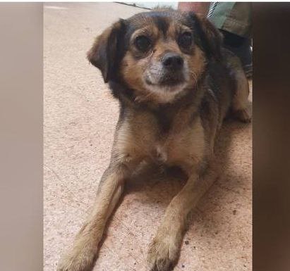 Девочка ищет дом - Животные в Тюмень