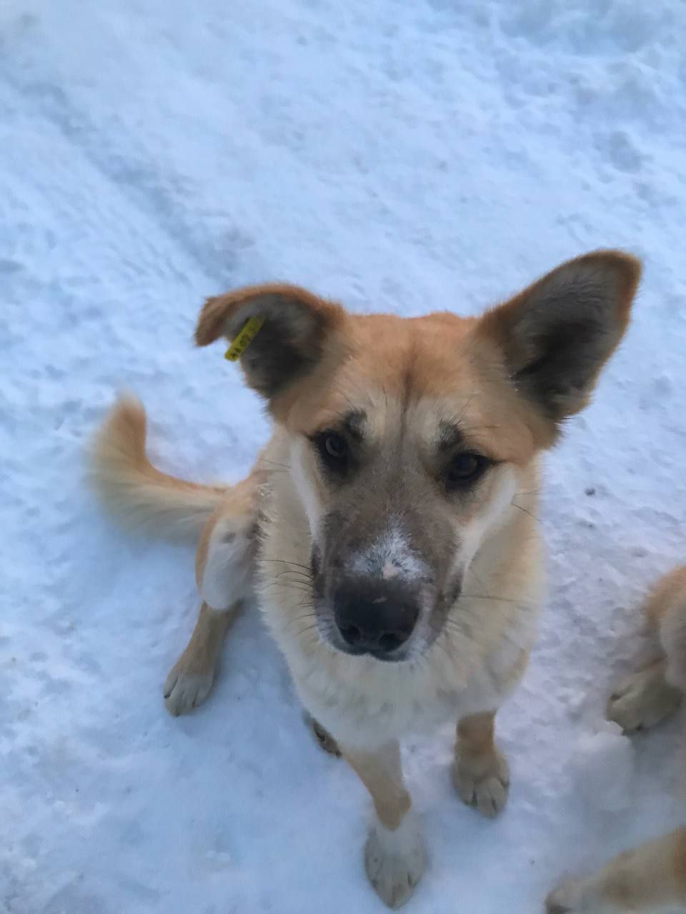 Нужен дом пёсику - Животные в Тюмень