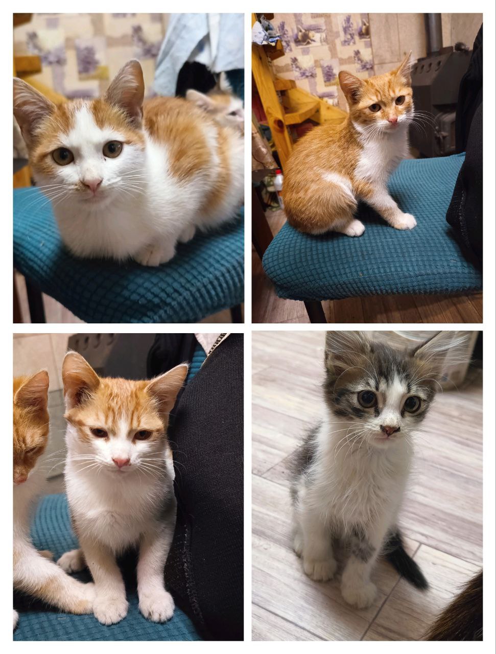 Котики ищут хозяина - частное объявление в Энгельс