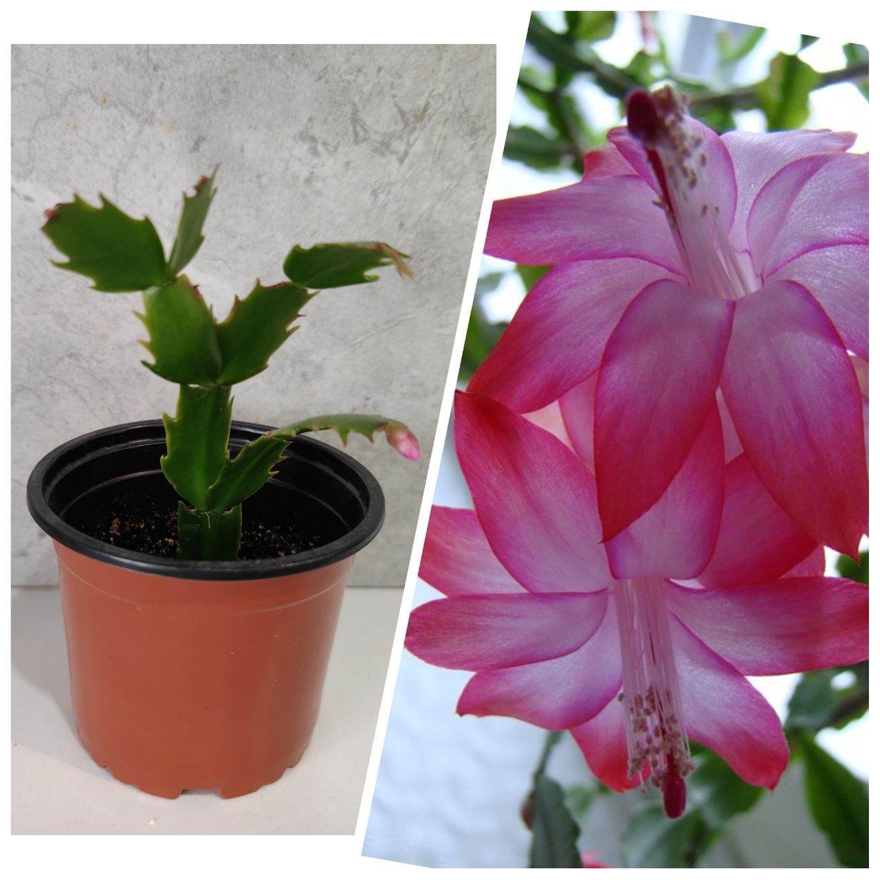 Цветущий декабрист - частное объявление в Энгельс