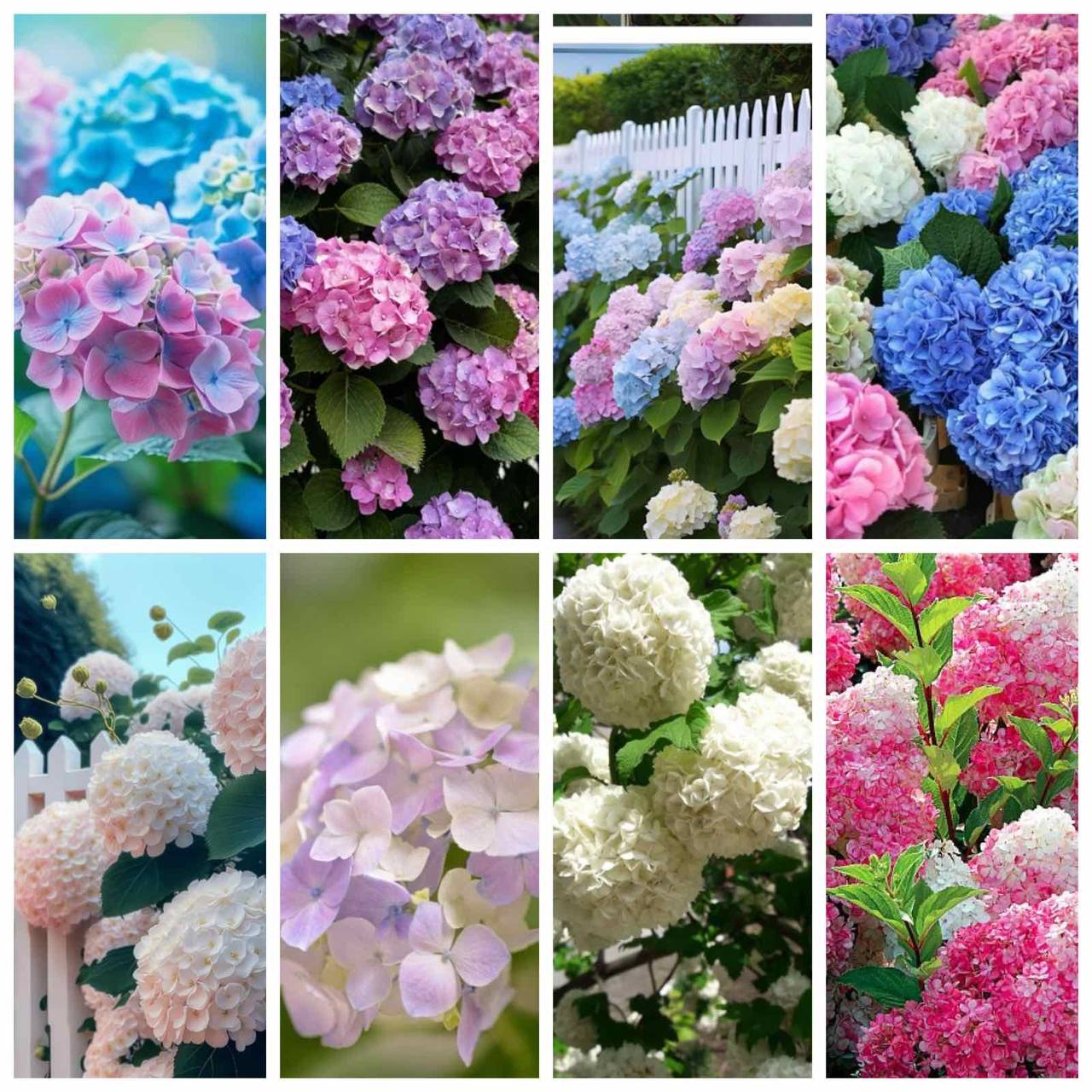 Декоративные гортензии и растения для сада - Для дома и дачи в Красноярск