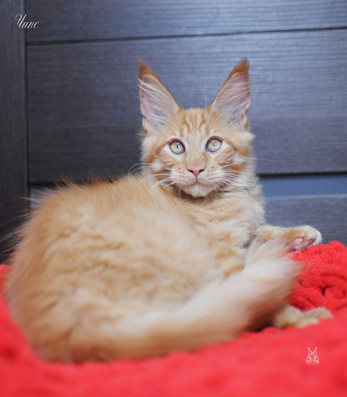 Мейн-кун котенок - Животные в Красноярск