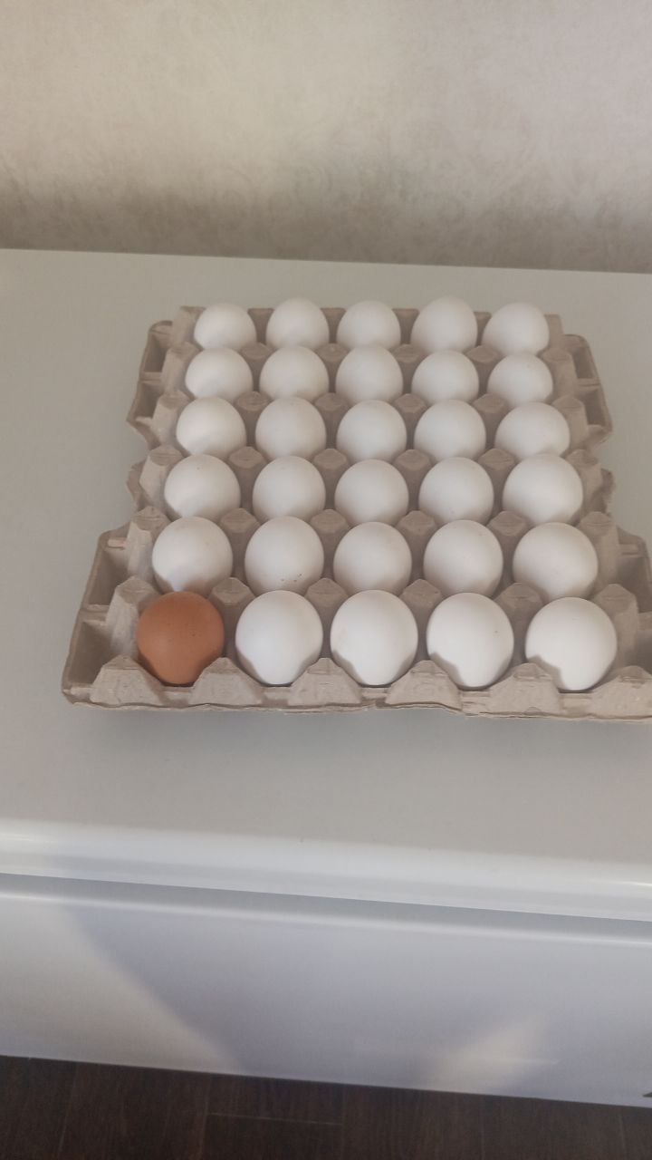 Домашнее яйцо Элита - Животные в Красноярск