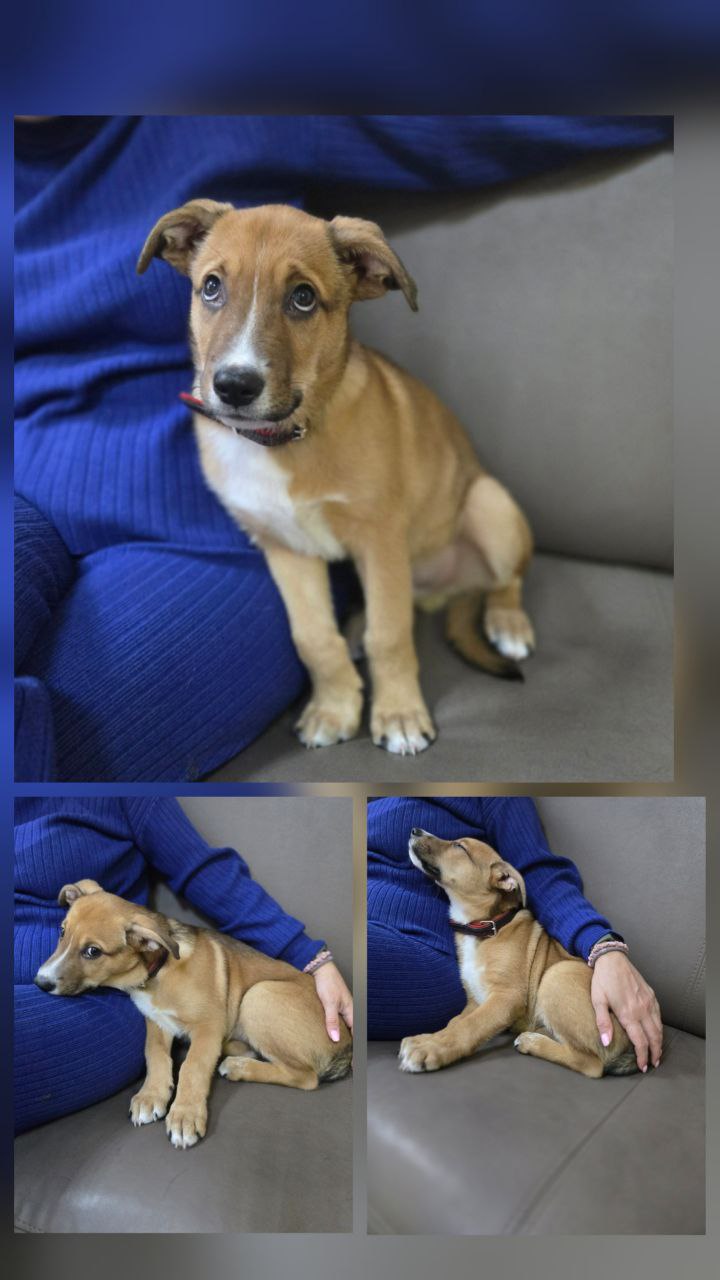 Умный щенок мальчик ищет хозяев - Животные в Красноярск