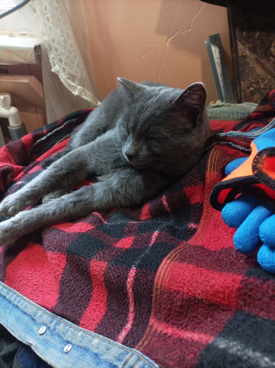 Кот домашний дымчатый - Животные в Красноярск