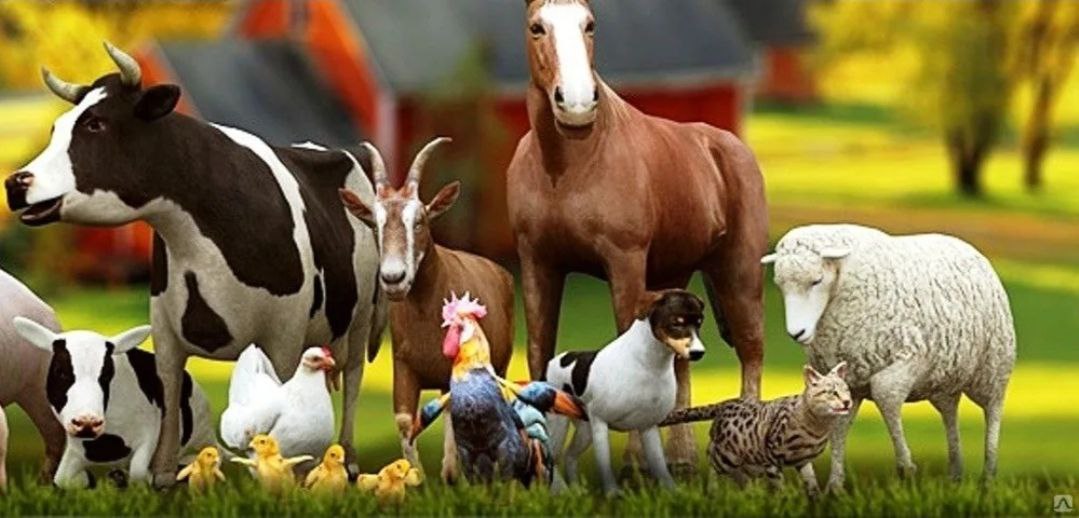 Продажа кормов для животных и птиц - Животные в Красноярск