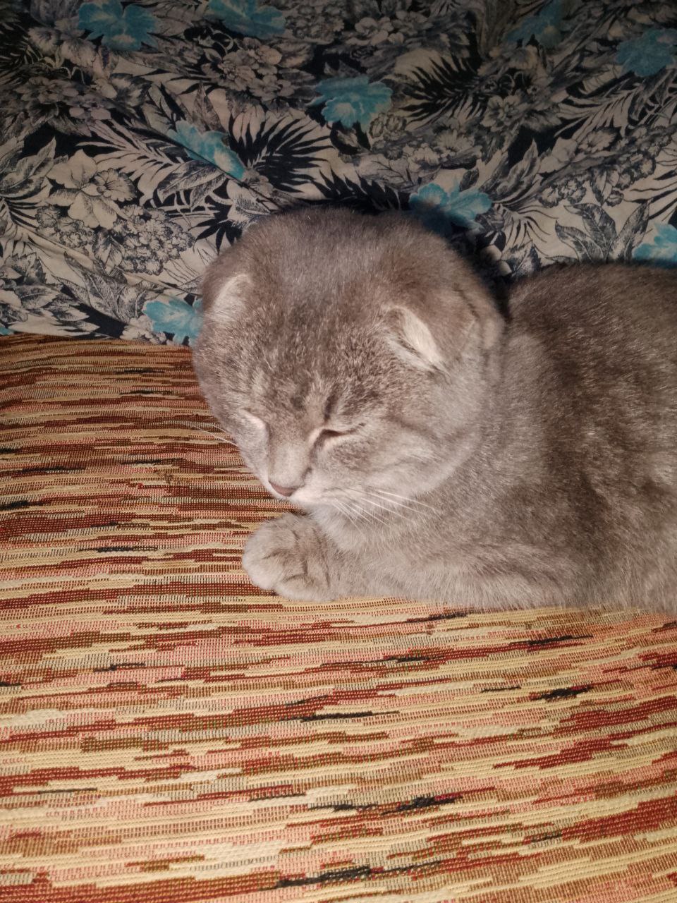 Нашли котёнка - Животные в Белгород