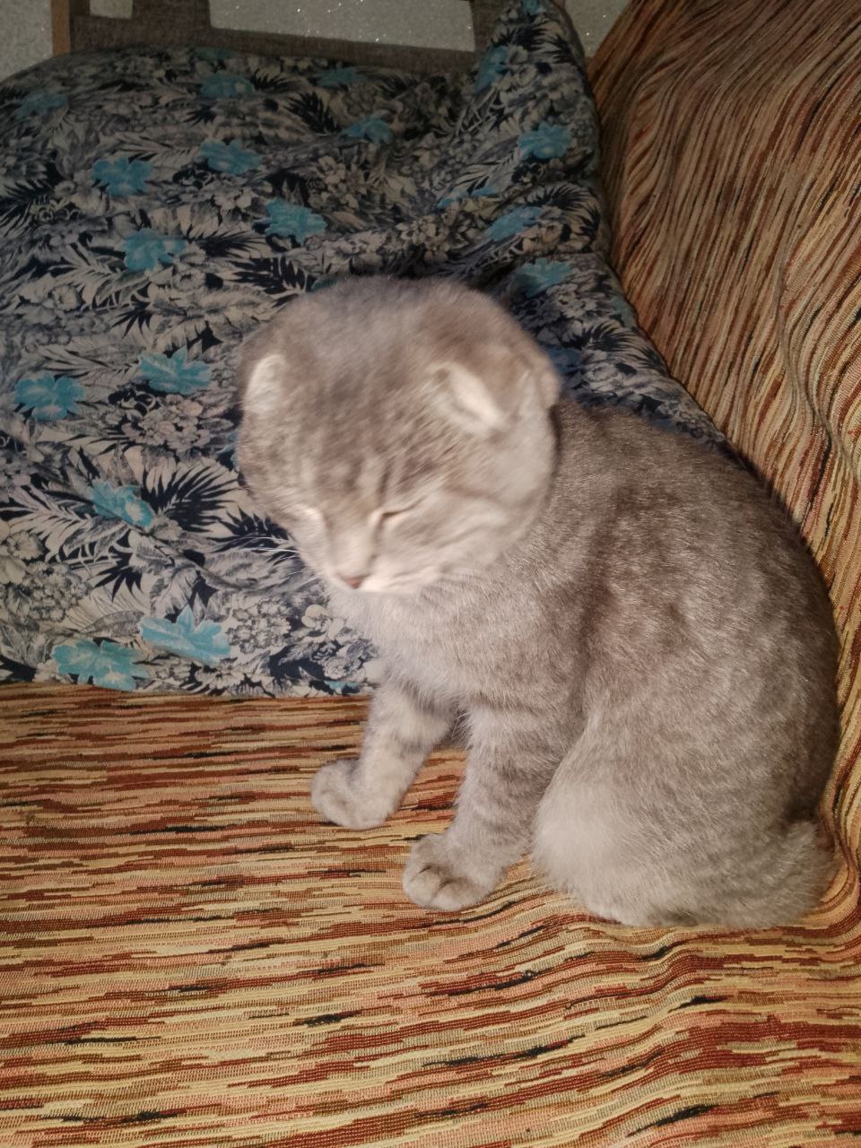 Нашли котёнка - Животные в Белгород - фото 2