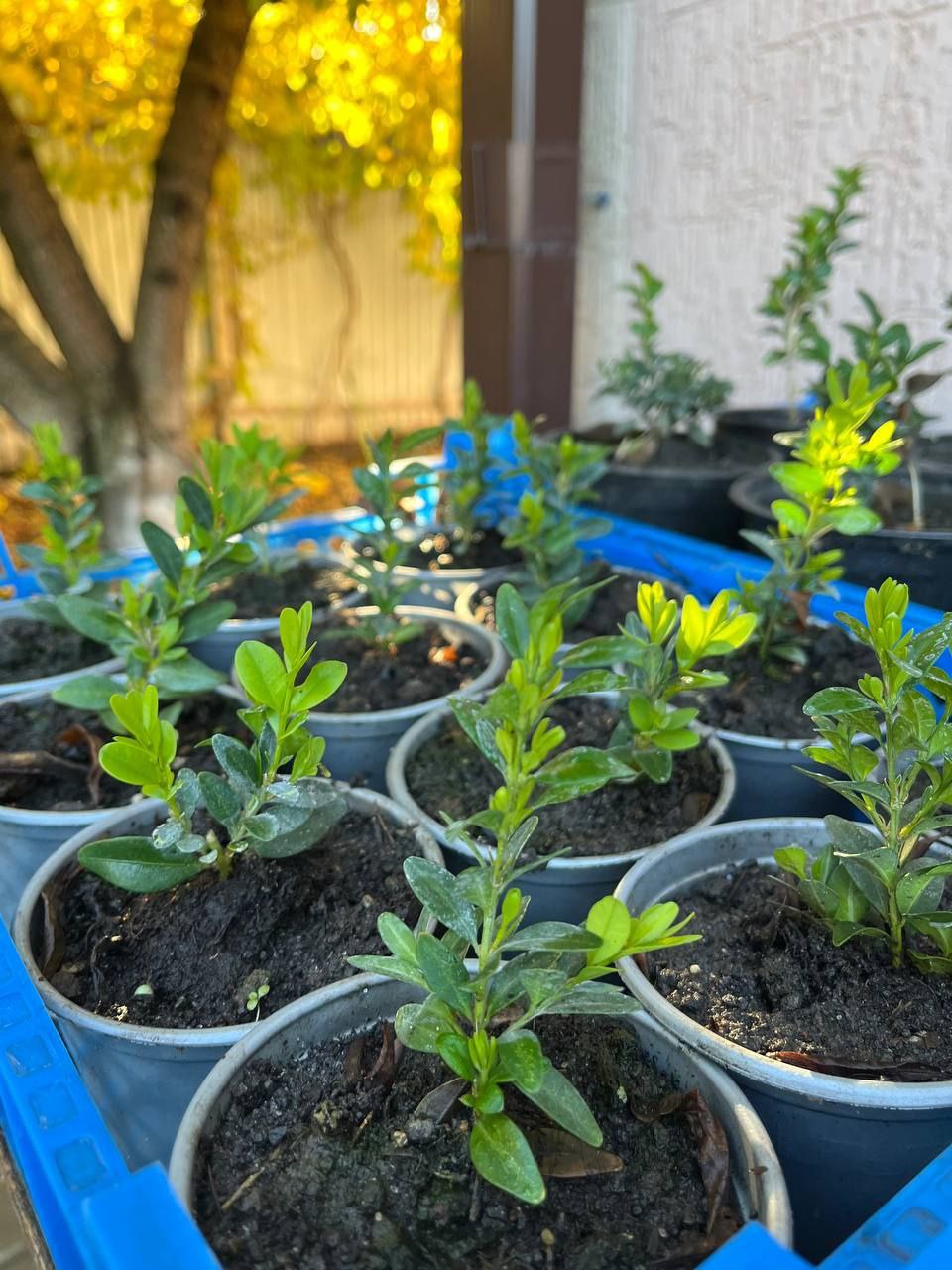 Саженцы Туи, Можжевельников и Декоративных Кустарников - Для дома и дачи в Белгород