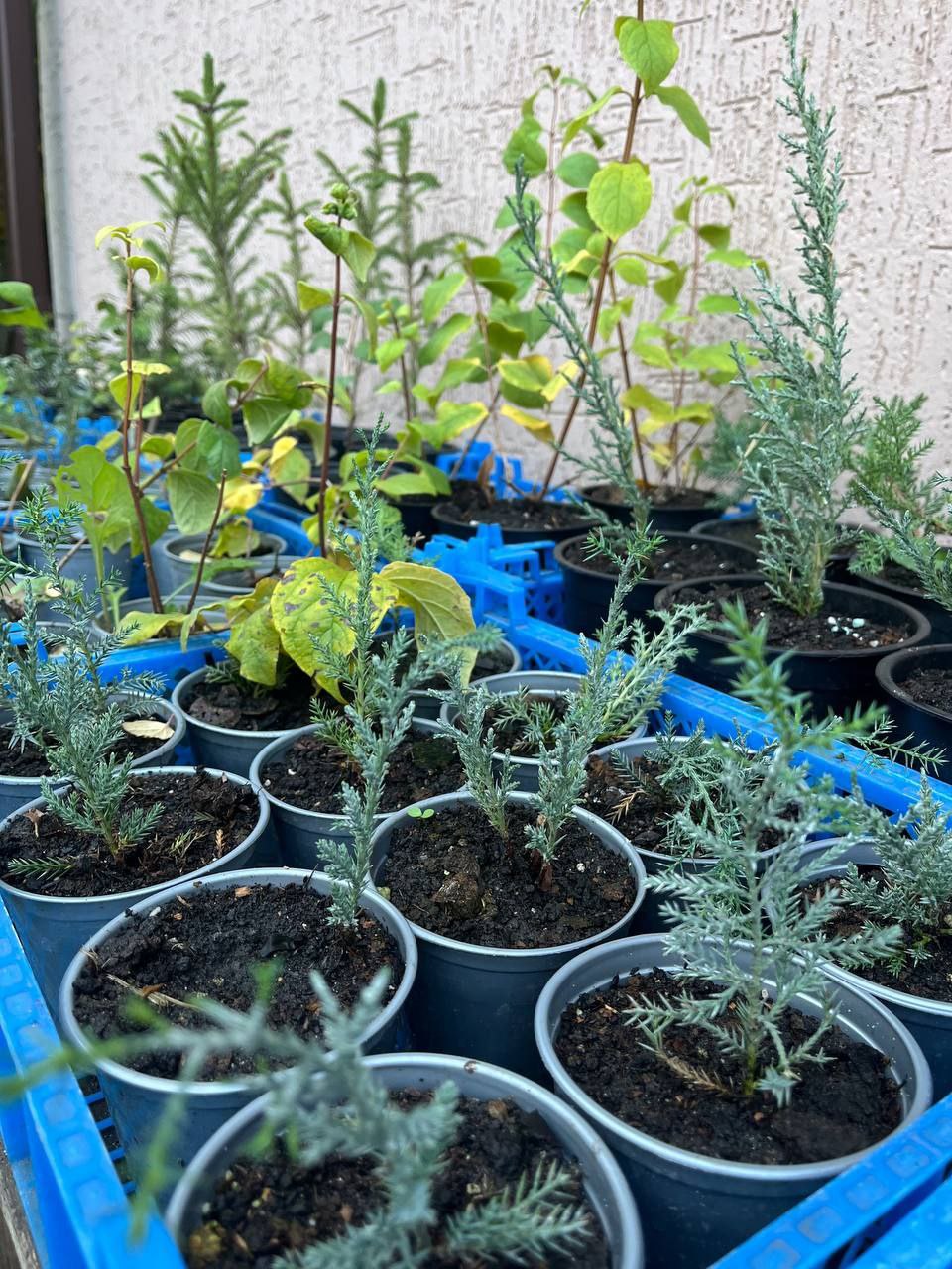 Саженцы Туи, Можжевельников и Декоративных Кустарников - Для дома и дачи в Белгород - фото 2