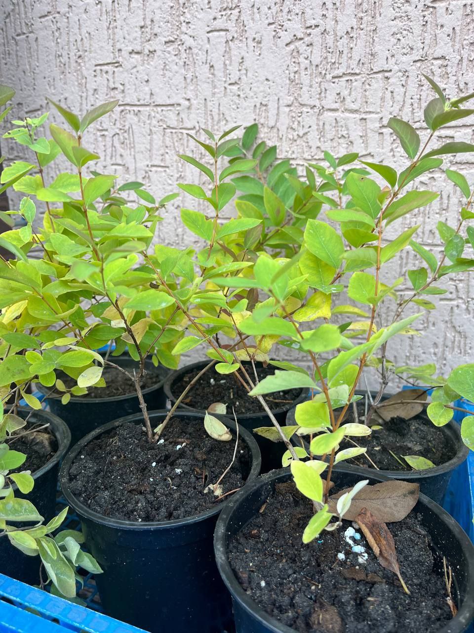 Саженцы Туи, Можжевельников и Декоративных Кустарников - Для дома и дачи в Белгород - фото 3