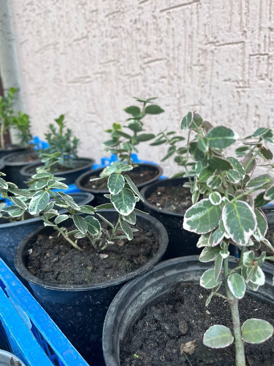 Саженцы Туи, Можжевельников и Декоративных Кустарников - Для дома и дачи в Белгород - фото 4