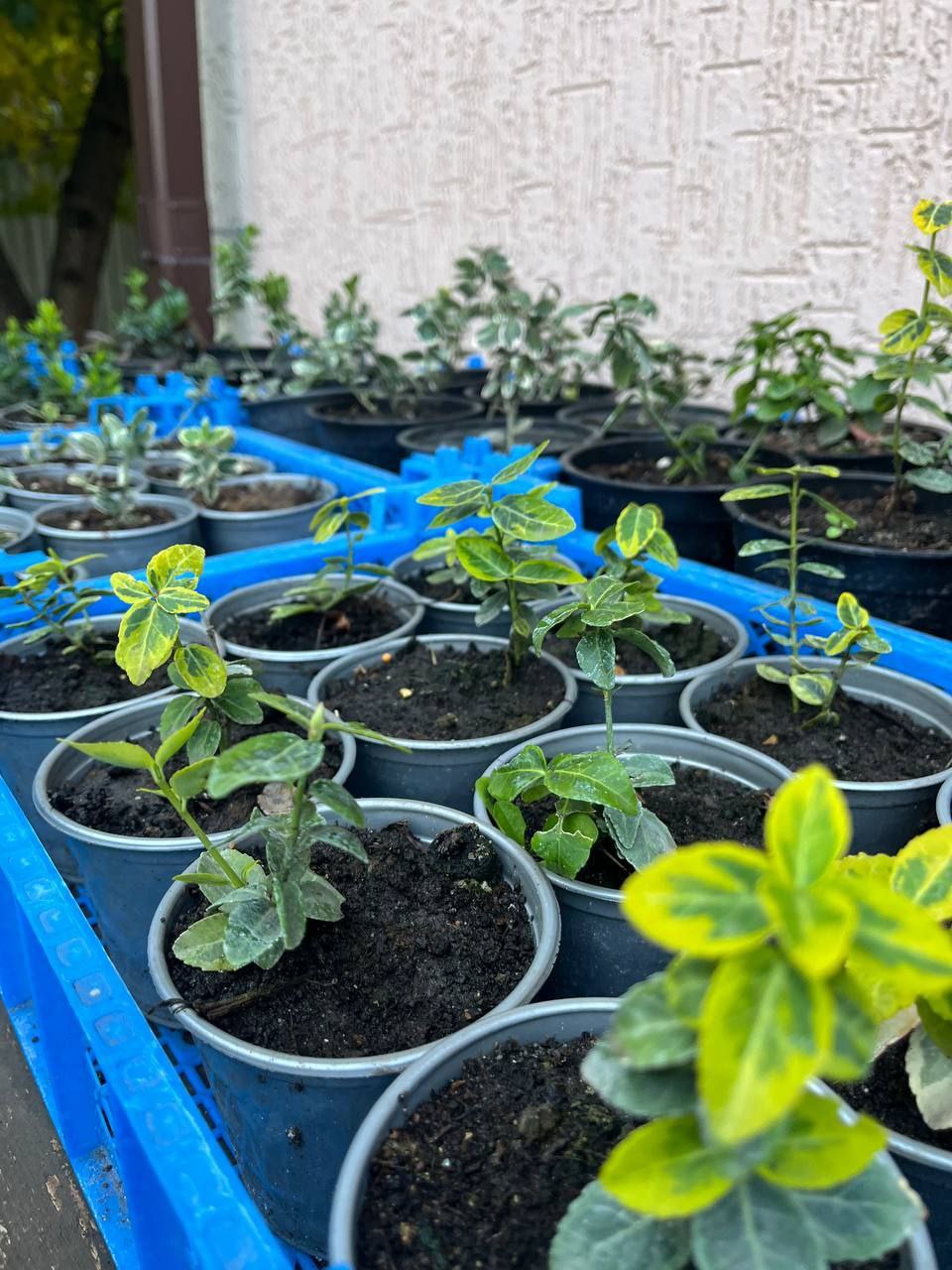 Саженцы Туи, Можжевельников и Декоративных Кустарников - Для дома и дачи в Белгород - фото 5