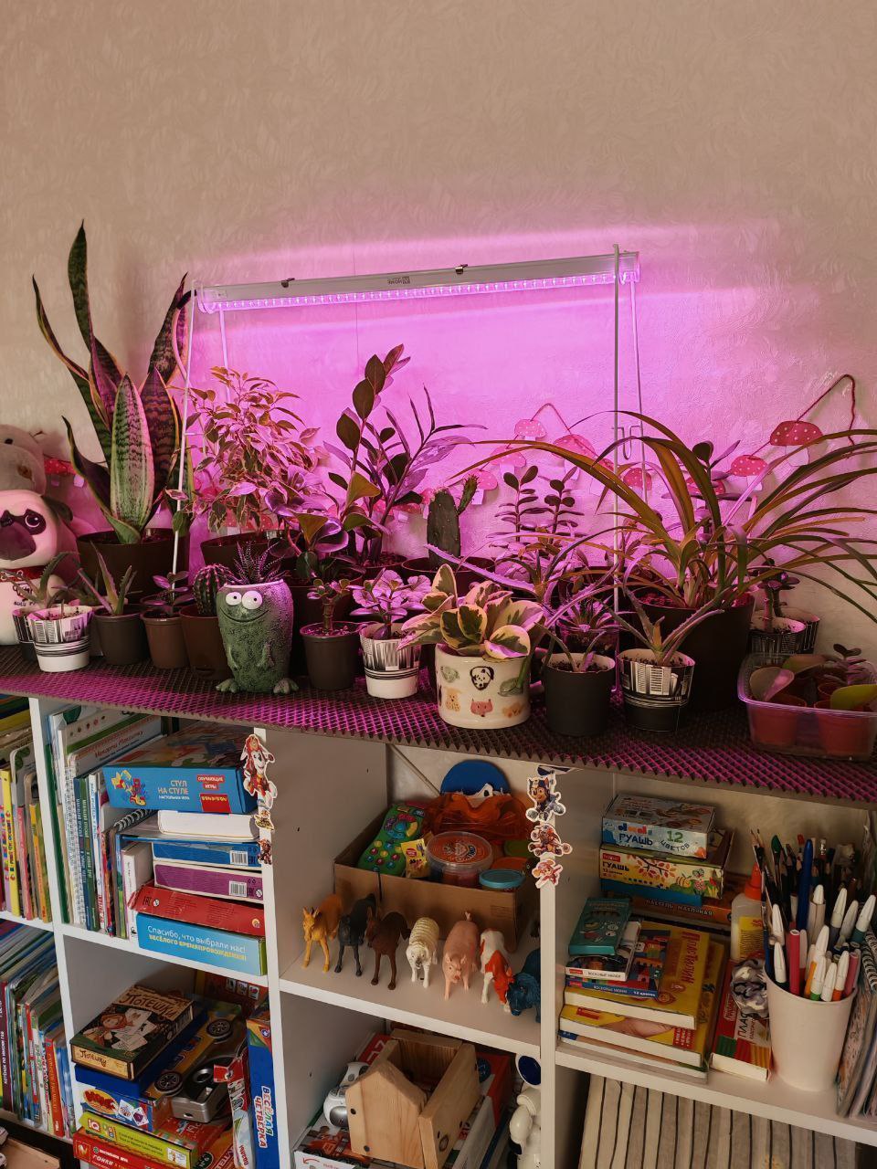 Неприхотливые зеленые цветы - Хобби и отдых в Иркутск