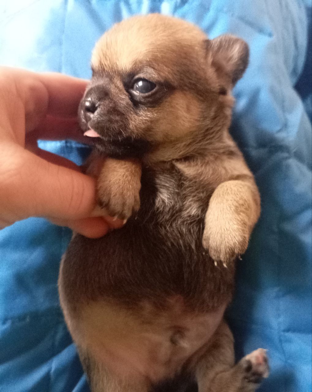 Чистокровные малыши чихуахуа - Животные в Сургут