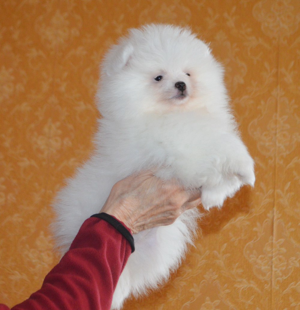 Белоснежный мальчик-померанец - Животные в Тюмень