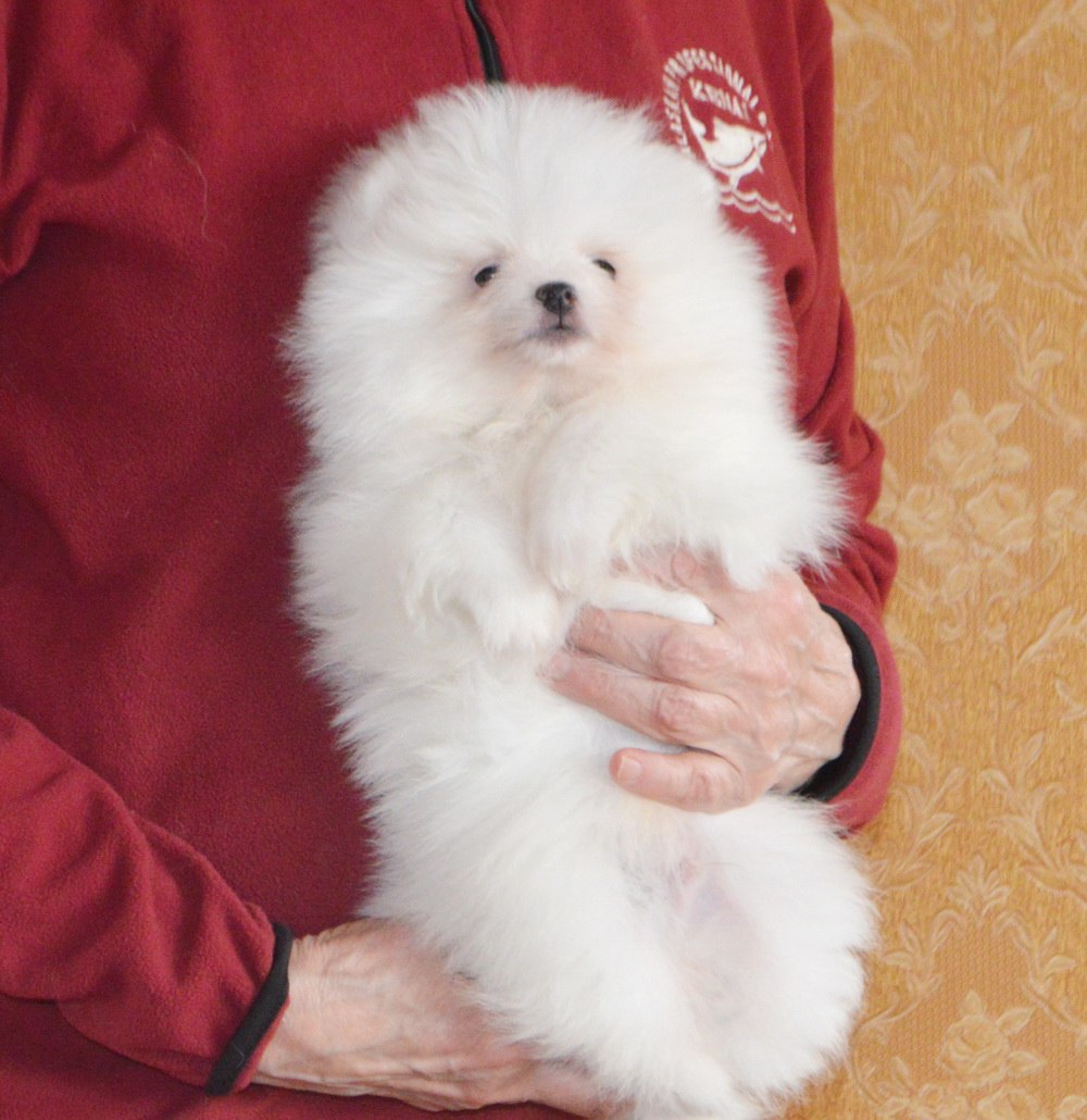 Белоснежный мальчик-померанец - Животные в Тюмень - фото 3