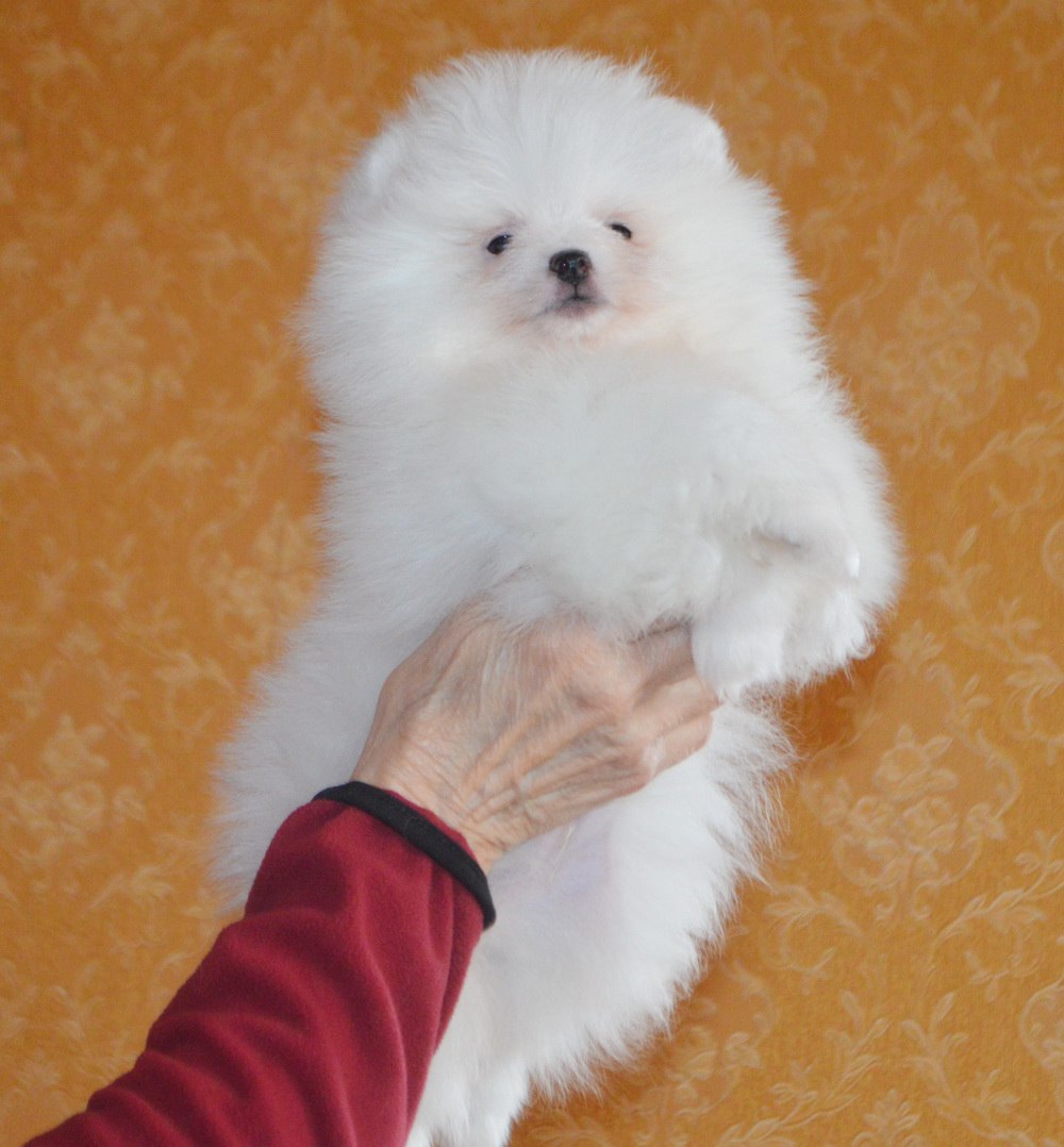 Белоснежный мальчик-померанец - Животные в Тюмень - фото 4