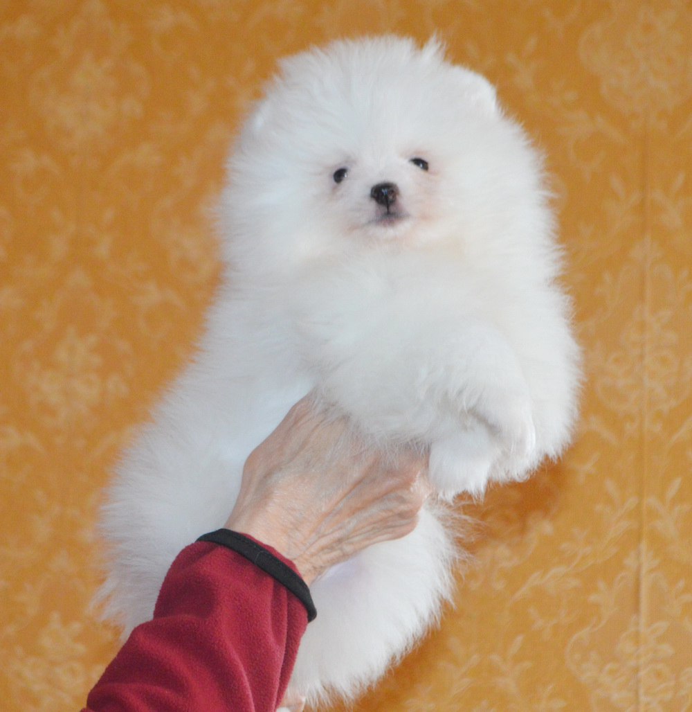 Белоснежный мальчик-померанец - Животные в Тюмень - фото 5