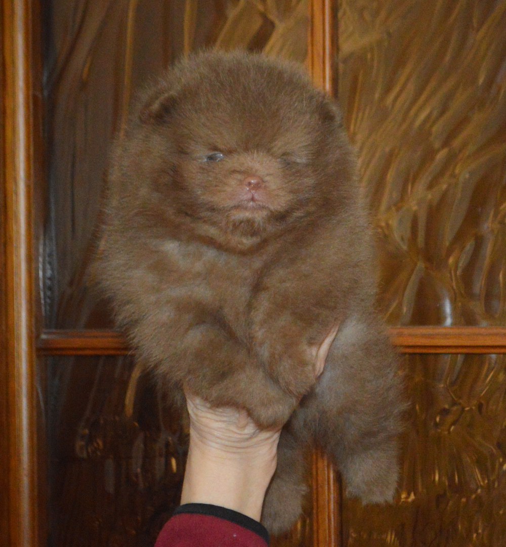 Щенки померанского шпица - частное объявление в Тюмень