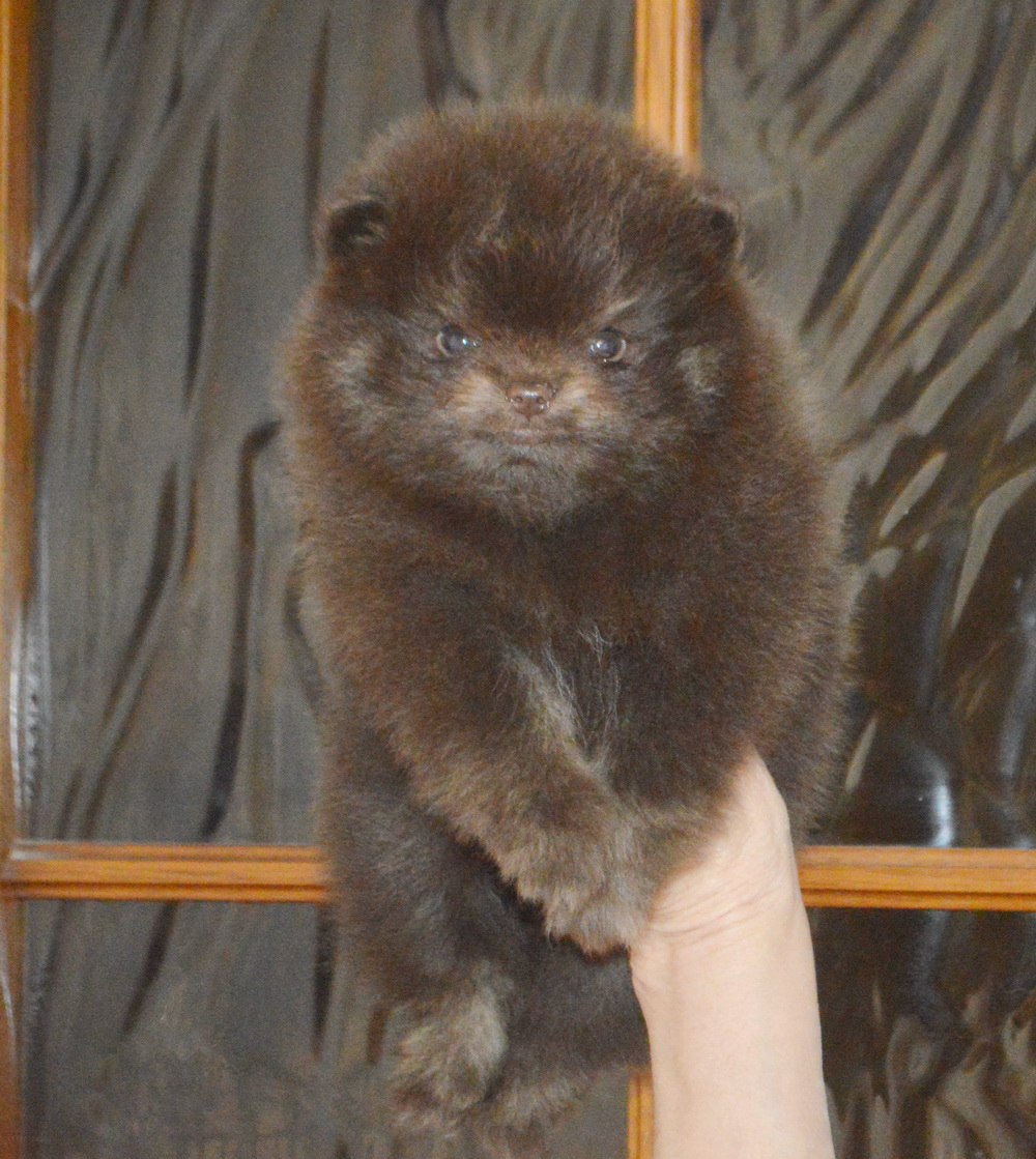 Щенки померанского шпица - Животные в Тюмень - фото 3