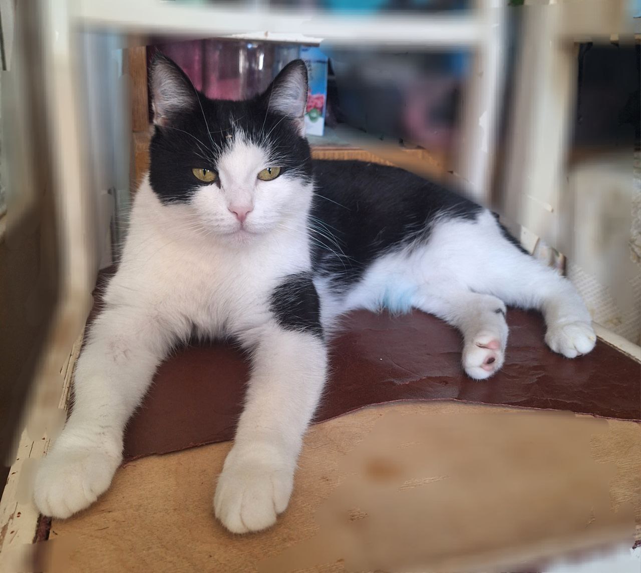 Березка - милая кошечка в поисках семьи - Животные в Самара - фото 2