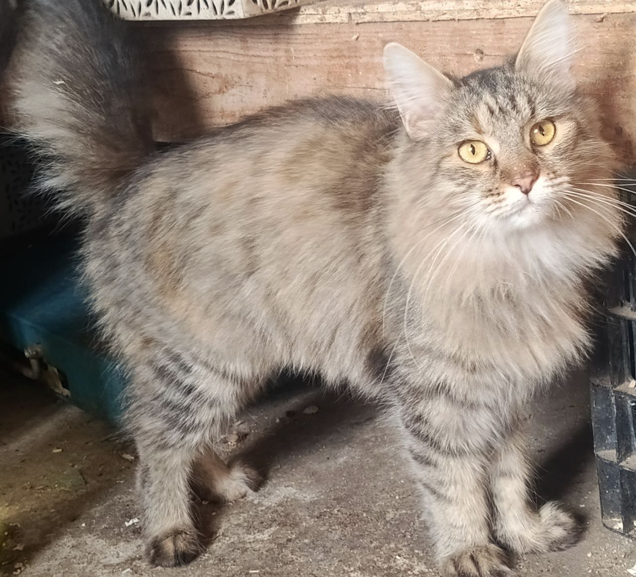 Пристройство кошек в добрые руки - частное объявление в Самара