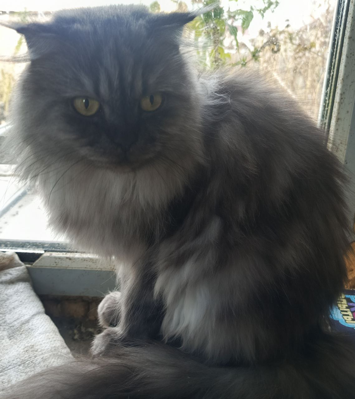 Пристройство кошек в добрые руки - Животные в Самара - фото 2