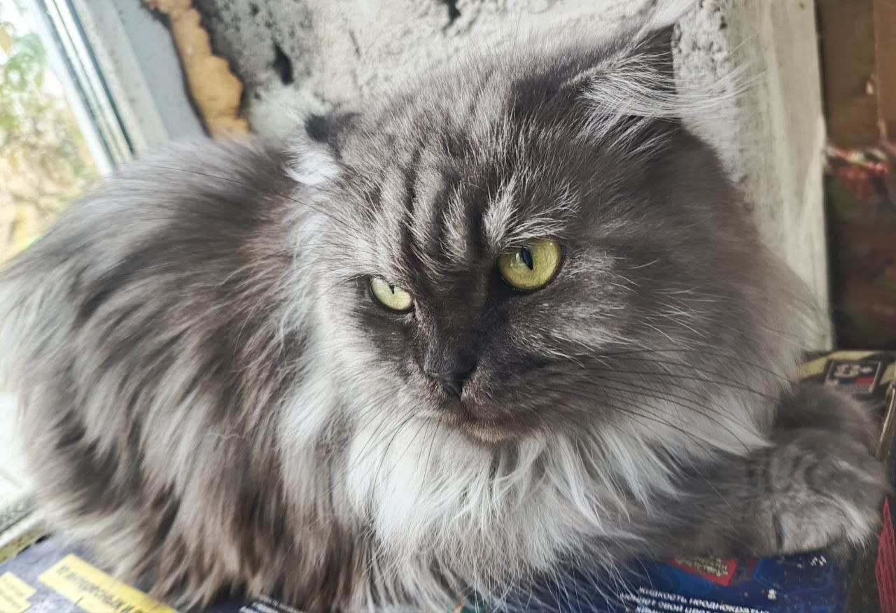 Пристройство кошек в добрые руки - Животные в Самара - фото 3