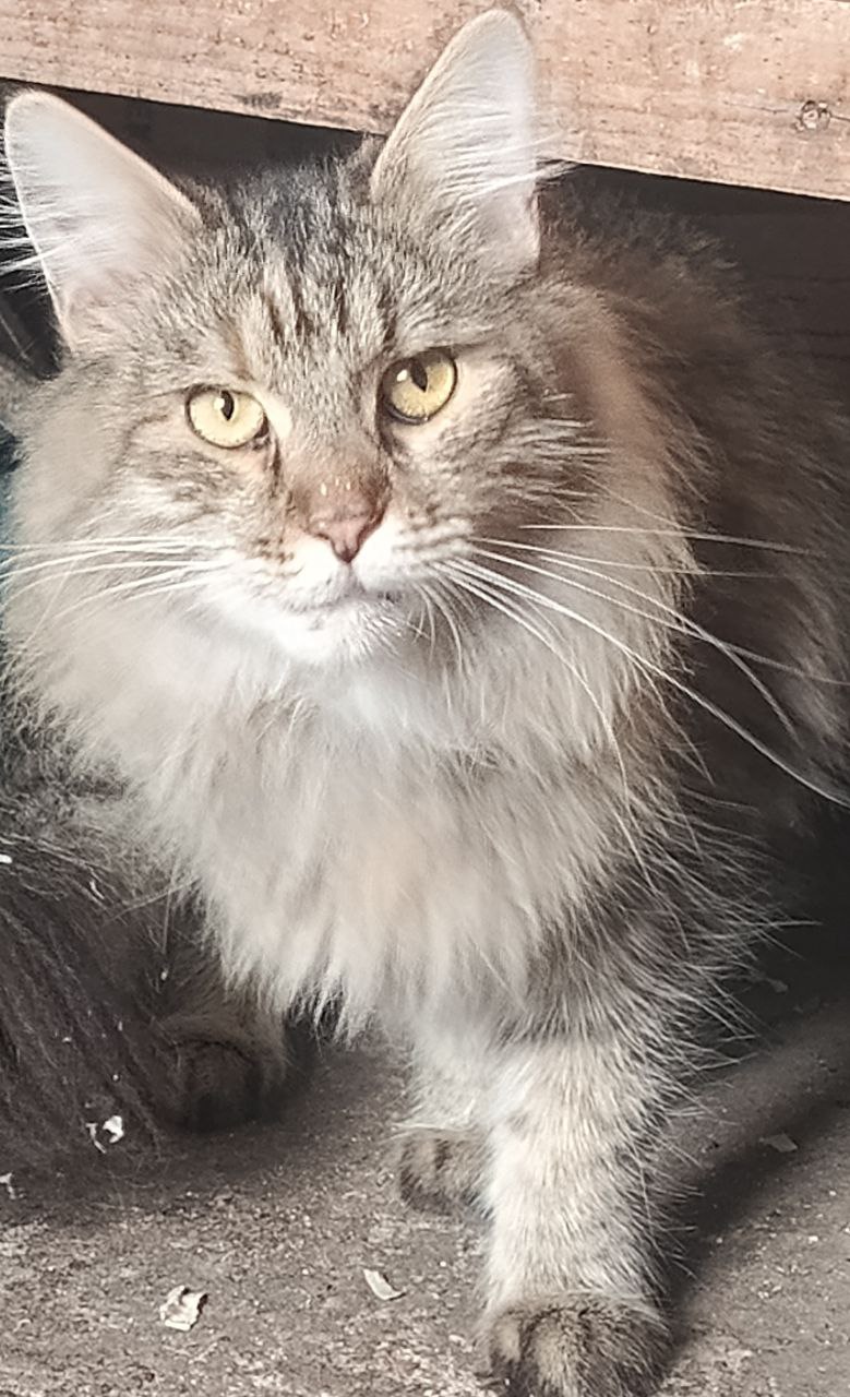 Пристройство кошек в добрые руки - Животные в Самара - фото 4