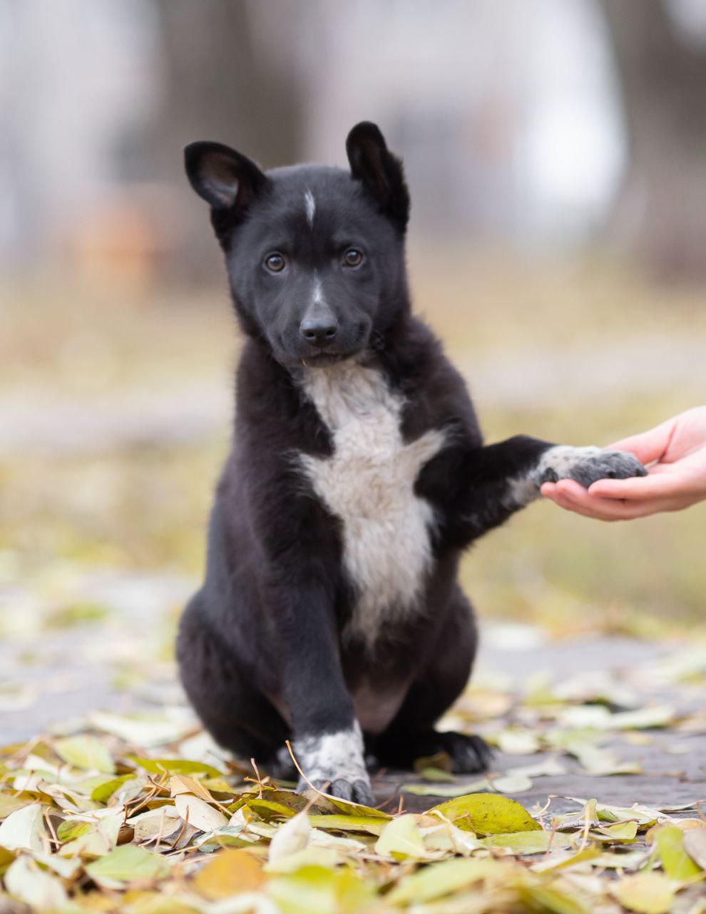 Зефирка - кошка для дома - Животные в Самара
