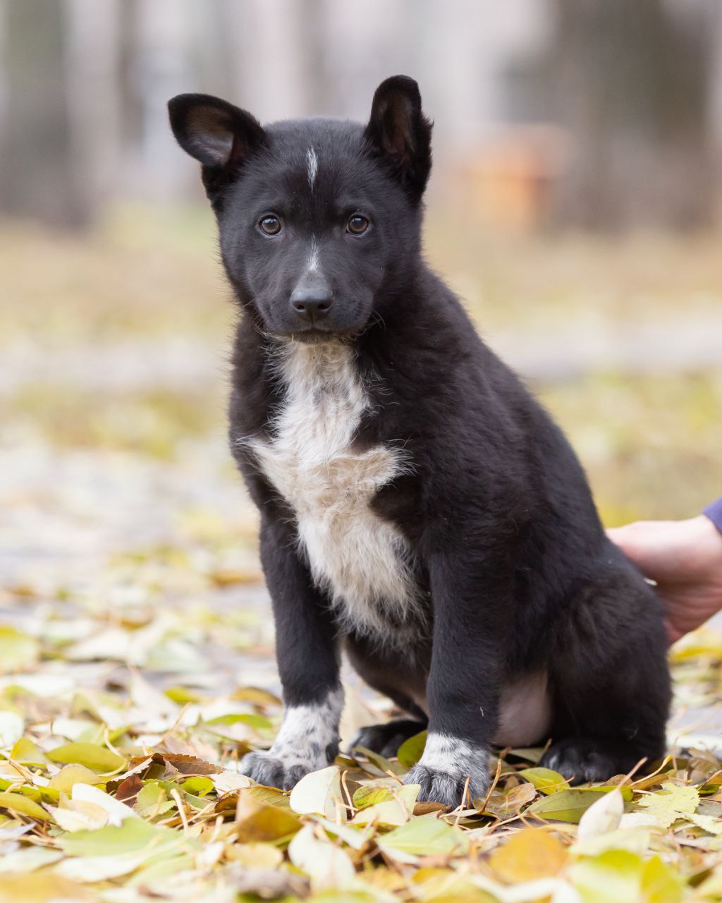 Зефирка - кошка для дома - Животные в Самара - фото 2