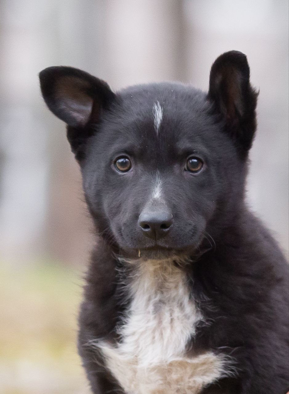 Зефирка - кошка для дома - Животные в Самара - фото 3