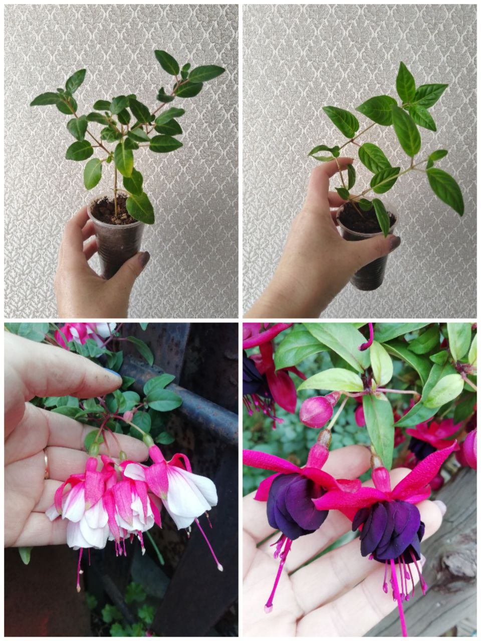 Продажа фуксий - Хобби и отдых в Самара