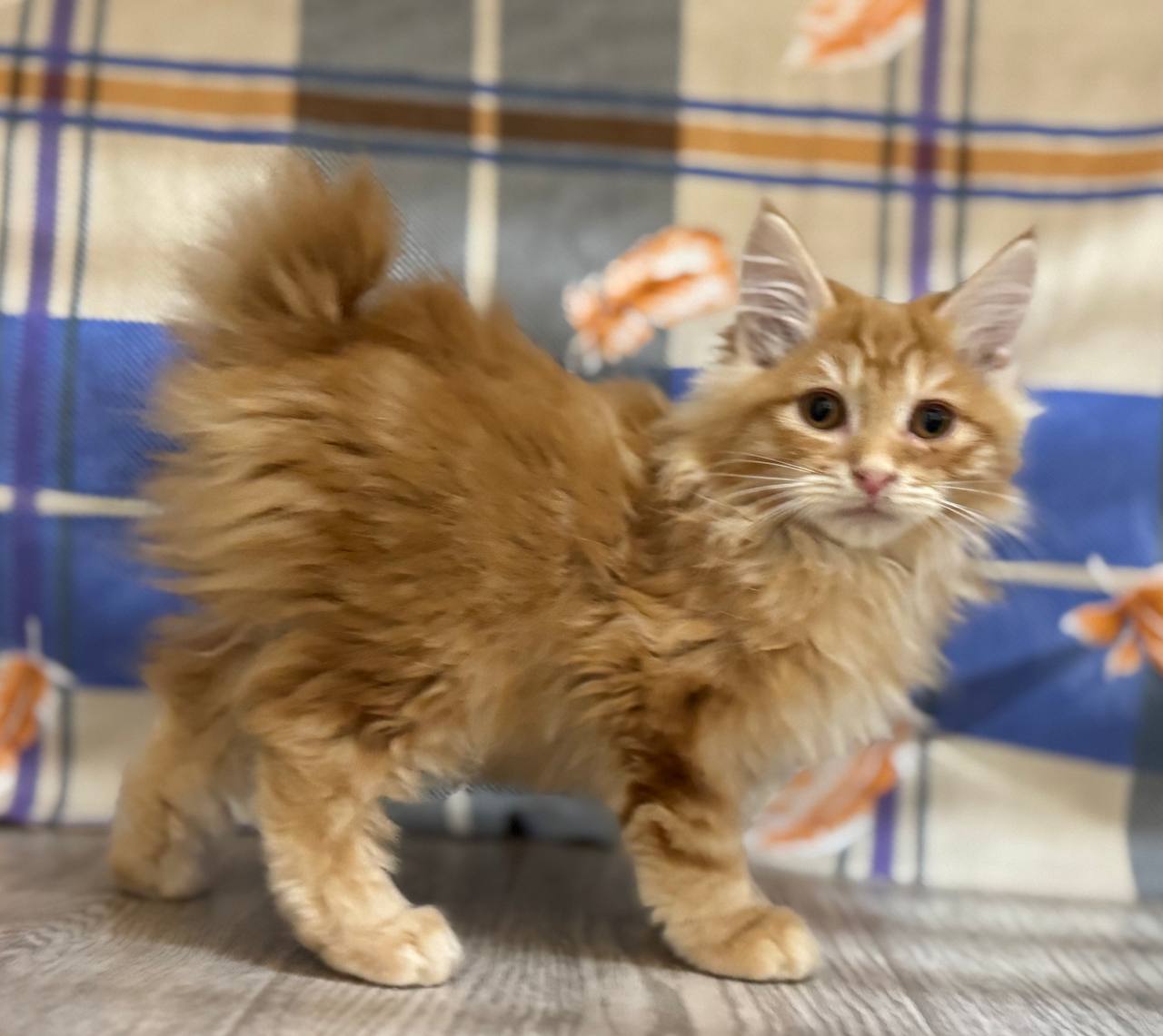 Котик курильский бобтейл - частное объявление в Самара