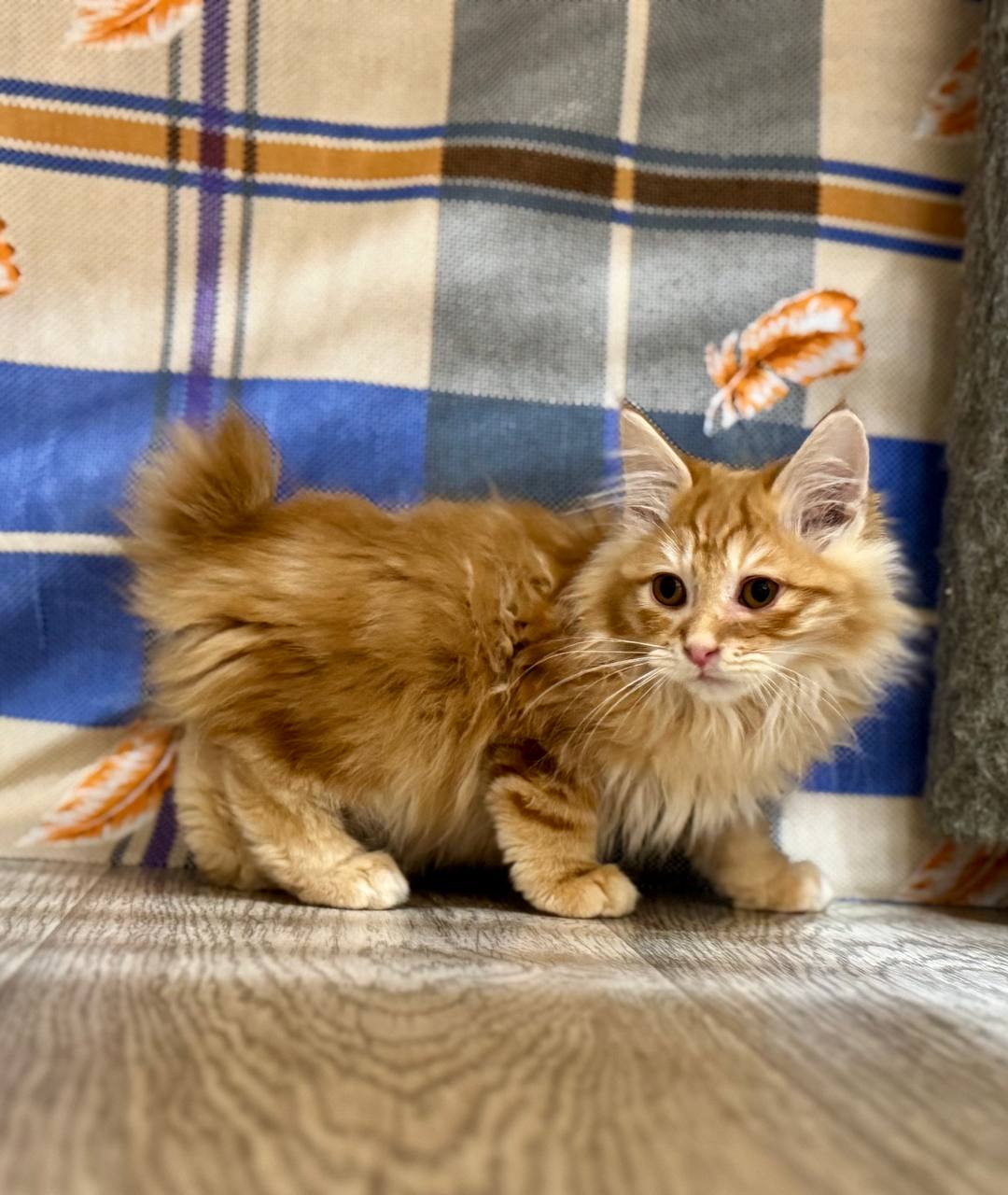 Котик курильский бобтейл - Животные в Самара - фото 3