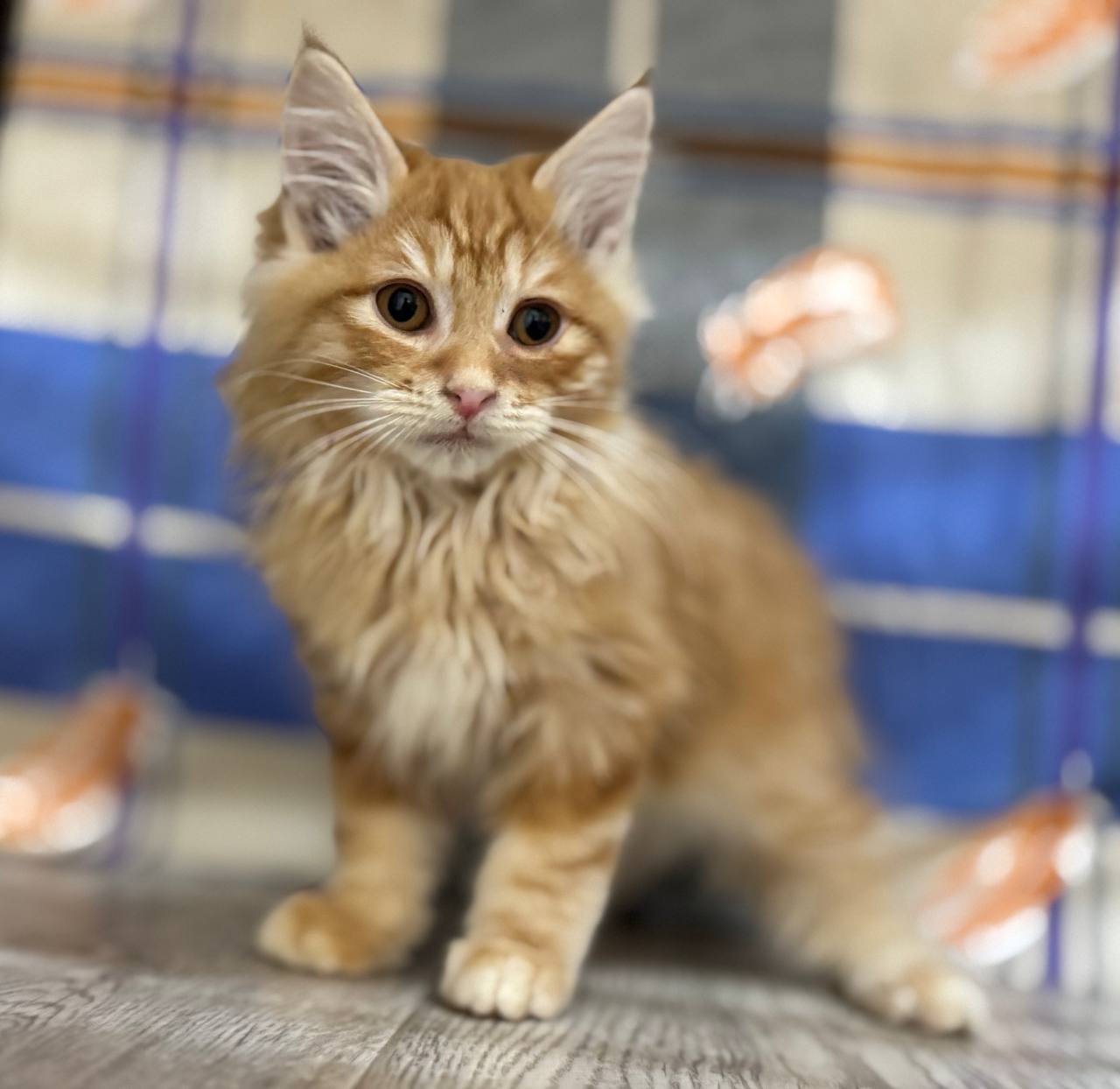 Котик курильский бобтейл - Животные в Самара - фото 4