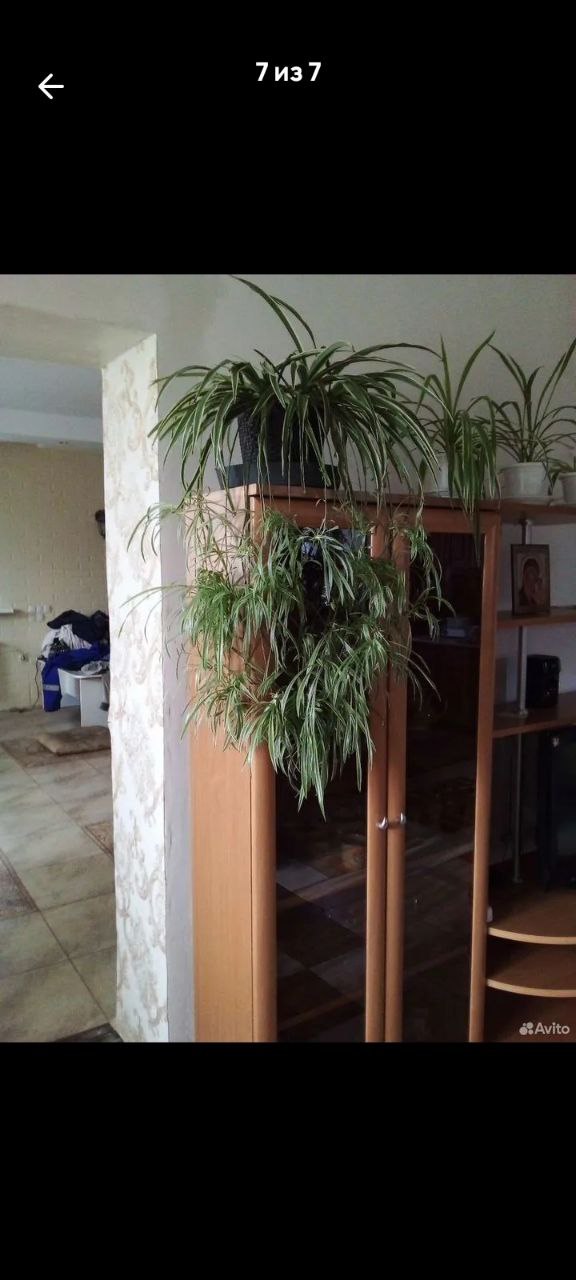 Хлорофитум полезное растение - частное объявление в Самара