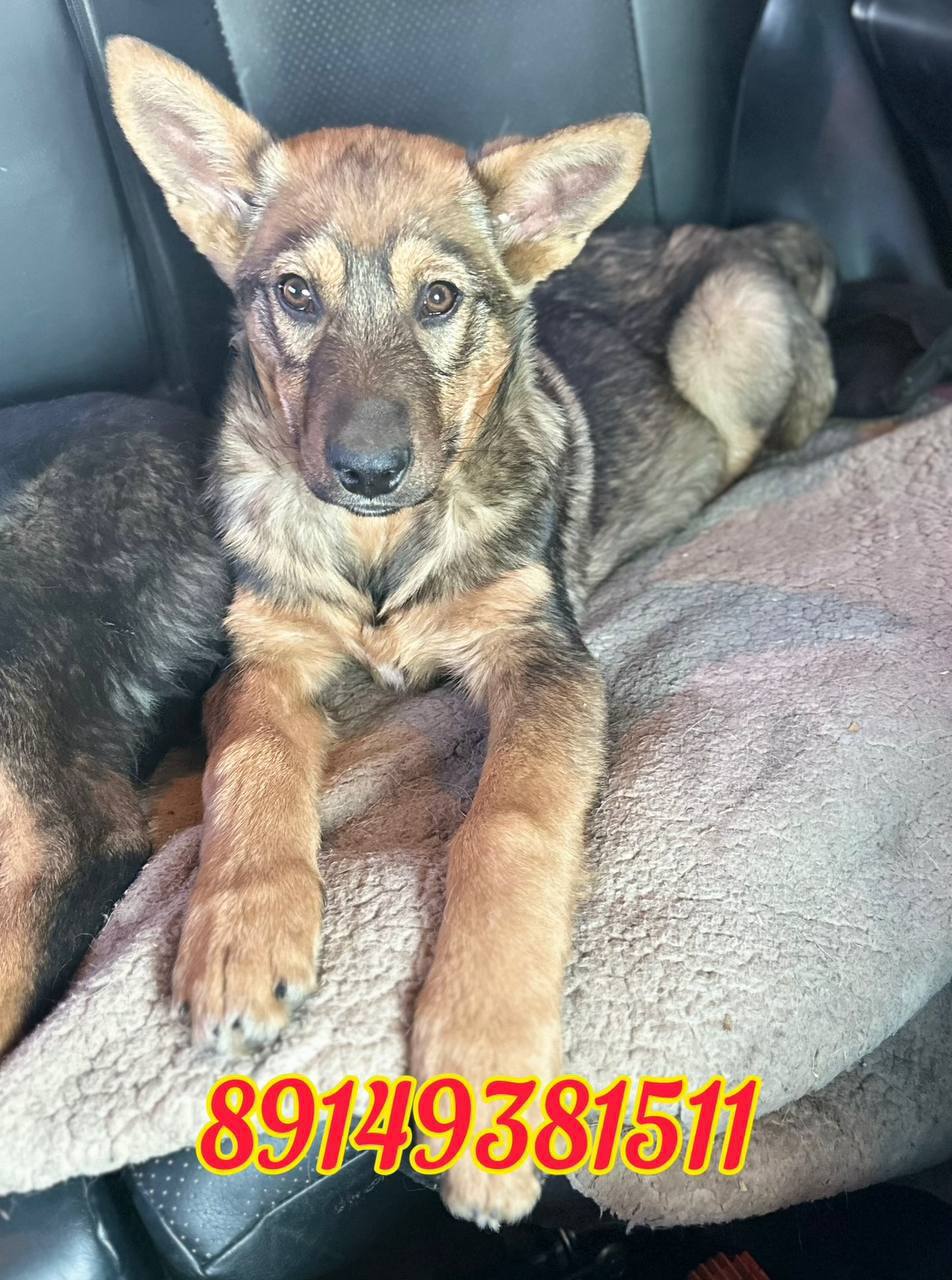 Щенки овчарки - Животные в Иркутск