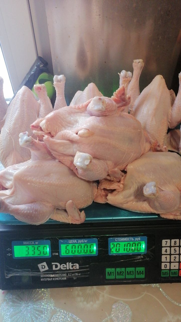 Продажа домашней птицы - Животные в Иркутск