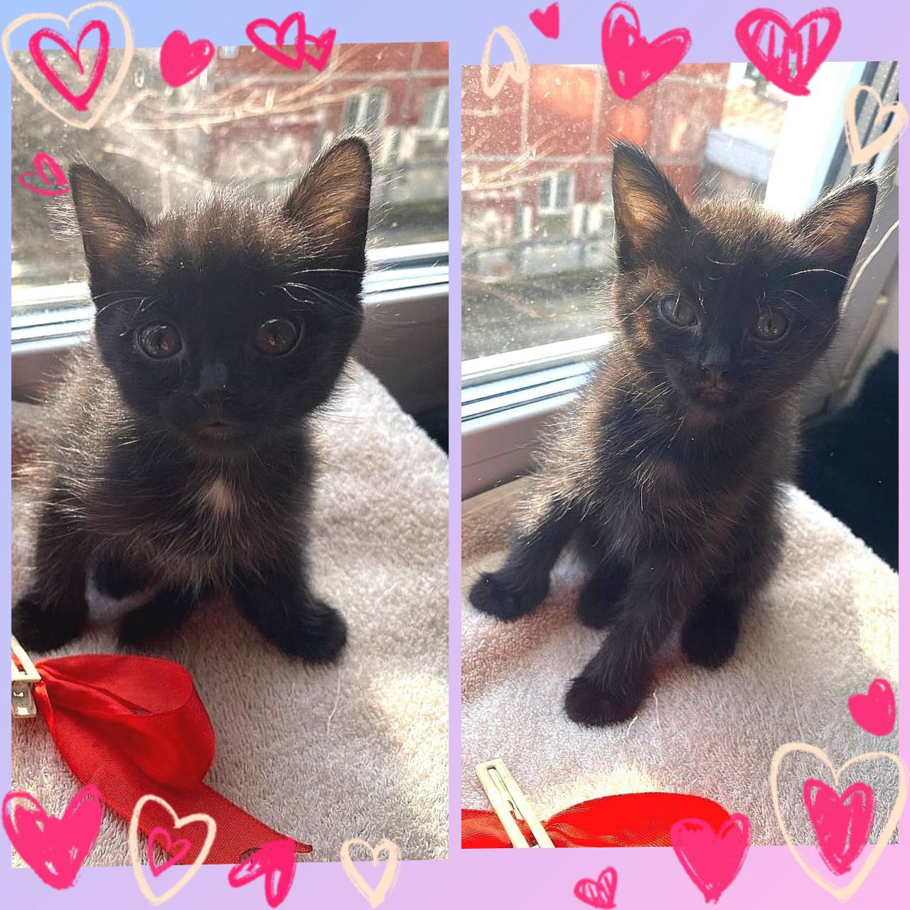 Две близняшки кошки в поисках дома - Животные в Иркутск